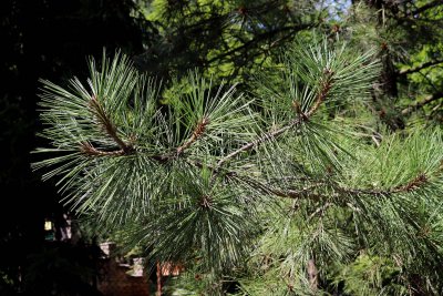Pinus jeffreyi - borovice Jeffreyova - jehlice